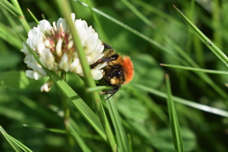 Bumblebee on clover in long grass